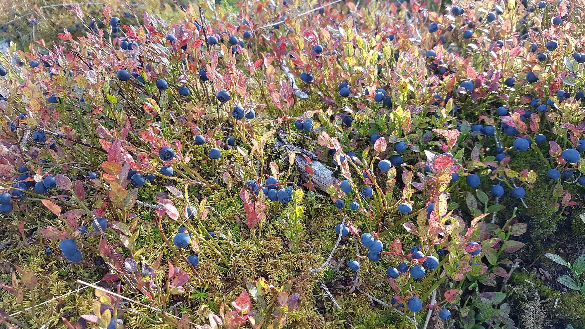 Flotte blåbær