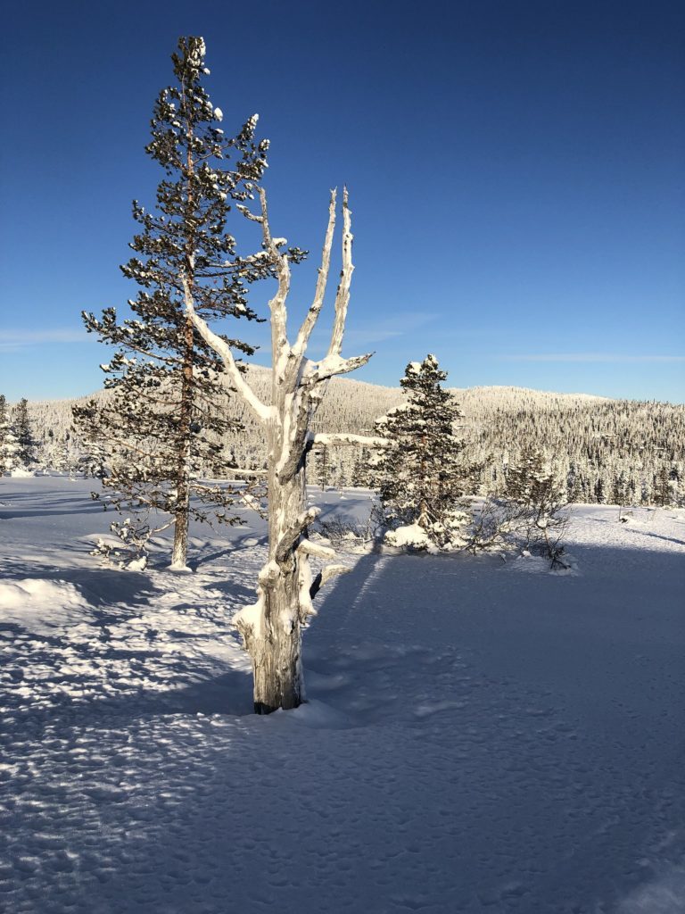Vinterlandskap i Tubbegarden og Fledda. Foto: Harald Arne Haugen.