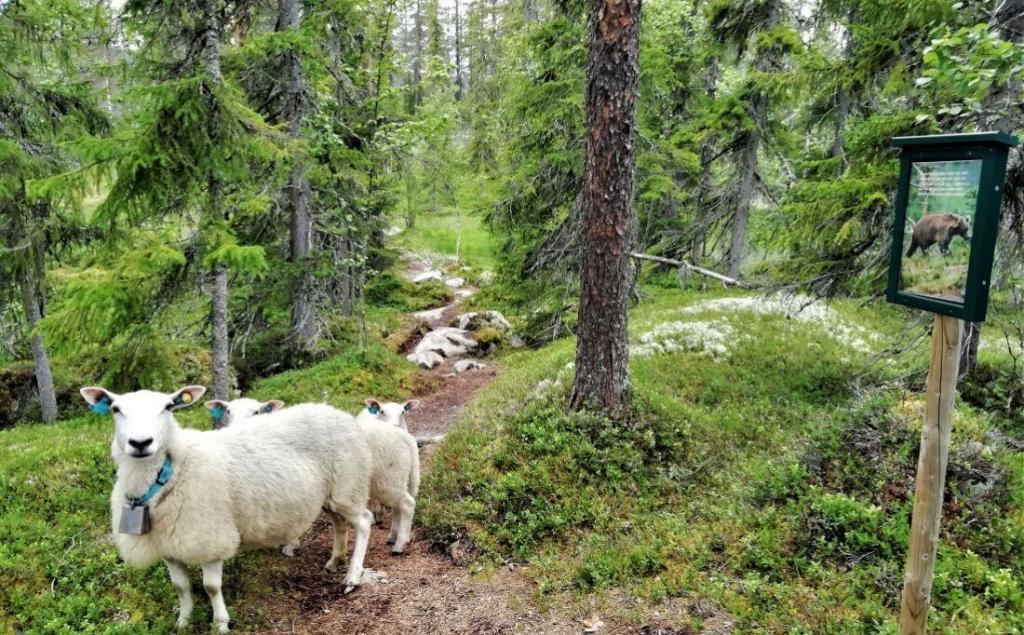 Stien til Fønhuskoiavv