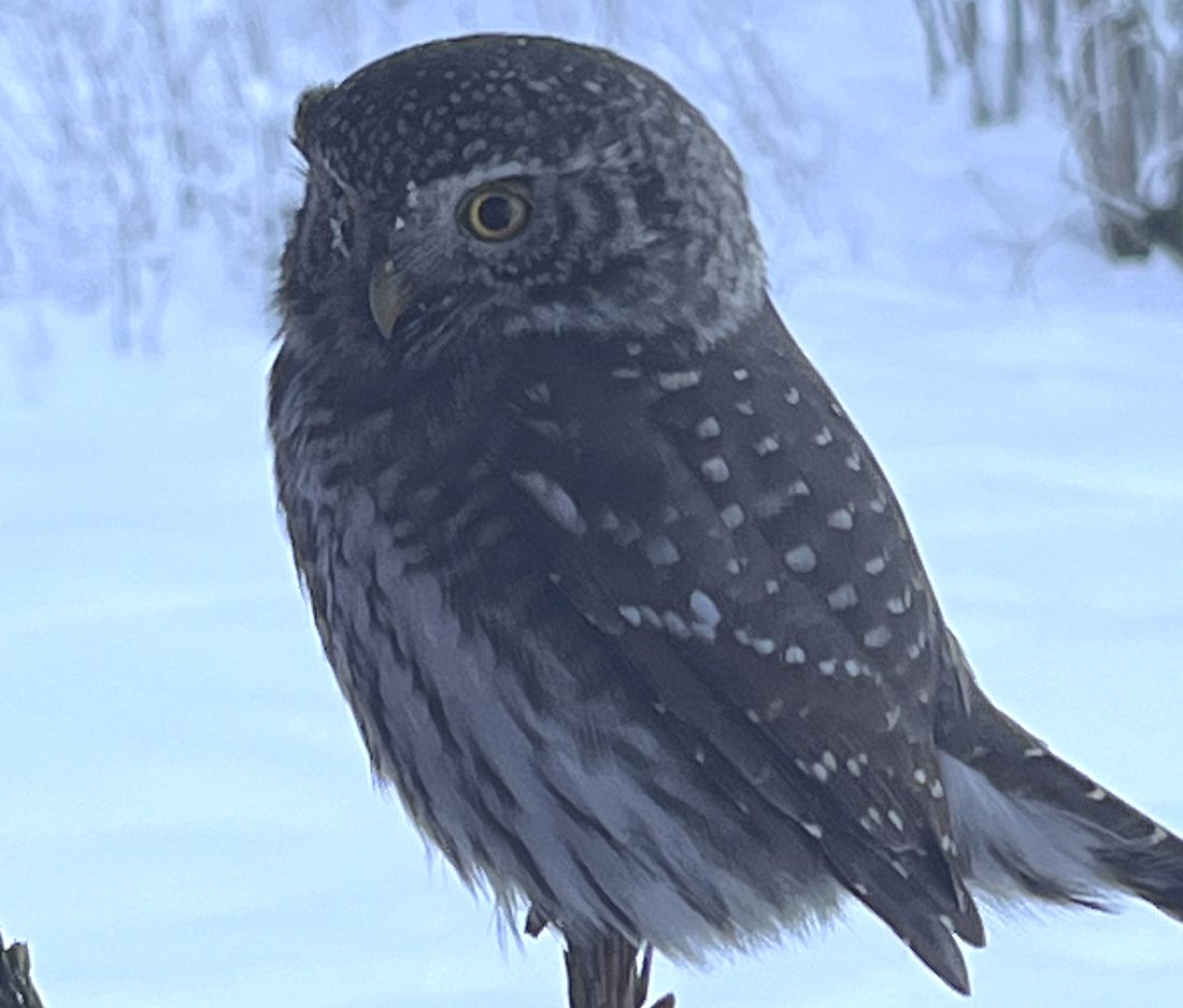 Spurveugle Foto: Rolf Gunnar Olsen